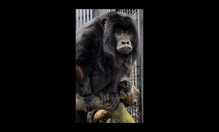 Howler Monkey